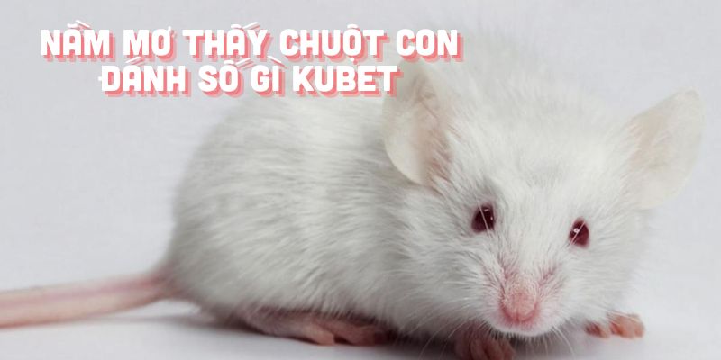 Nằm mơ thấy chuột con đánh số gì là câu thường nhận được tại Kubet