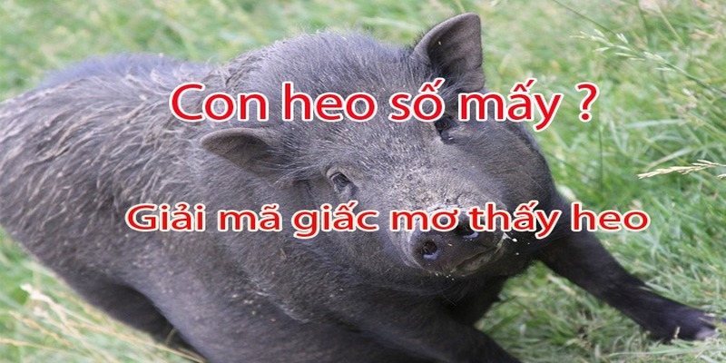 Giải thích ý nghĩa của nằm mơ thấy heo đánh số mấy